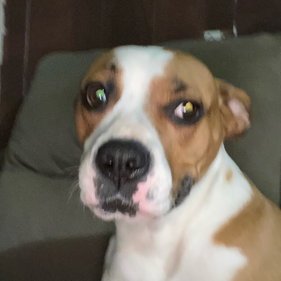 Meet your Posher, Alexandria - Picture 1 of 1